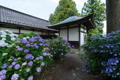 深妙寺　紫陽花