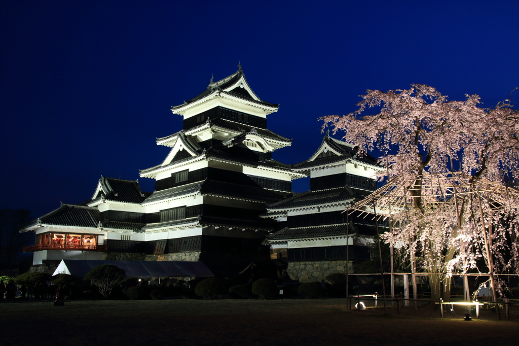 松本城　夜桜