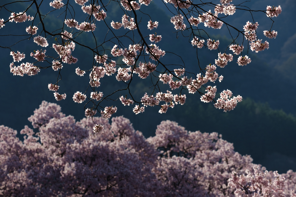 桜2