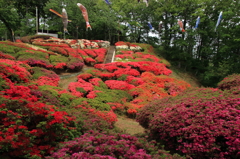 ツツジの咲く公園