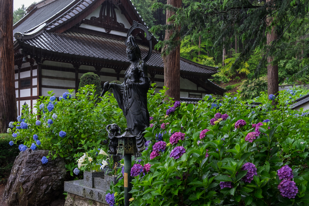 信濃あじさい寺