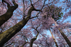 高遠の桜