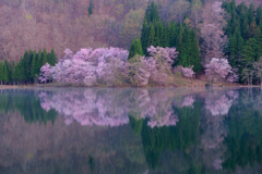 中綱湖の桜