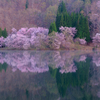 中綱湖の桜