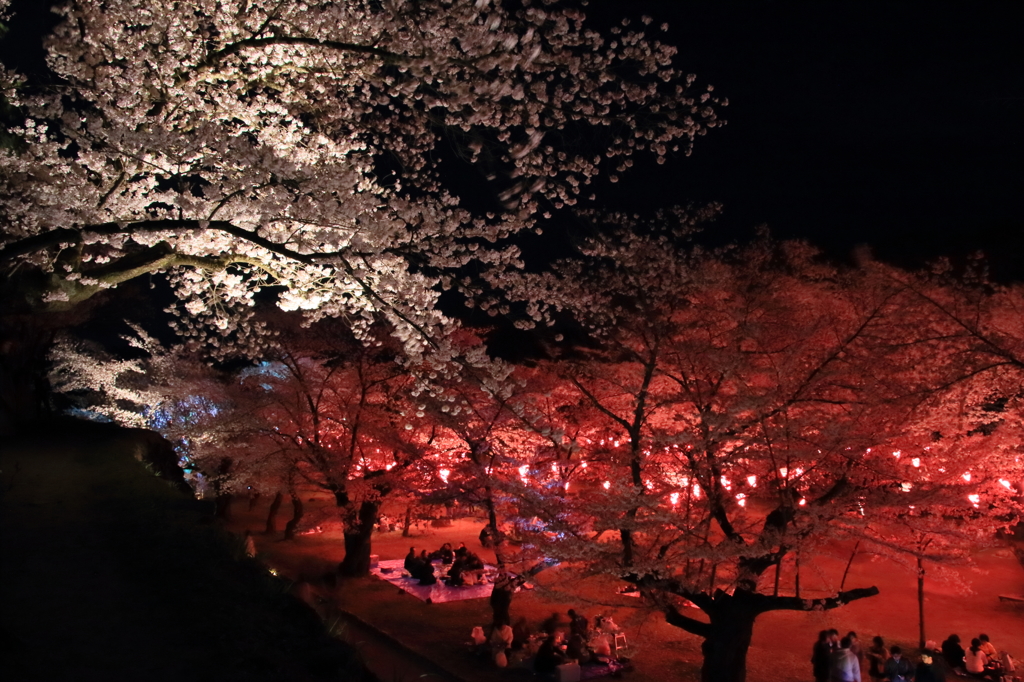 夜のお花見