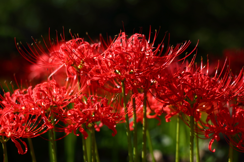 燃えそうな曼珠沙華
