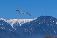 アルプスを背に