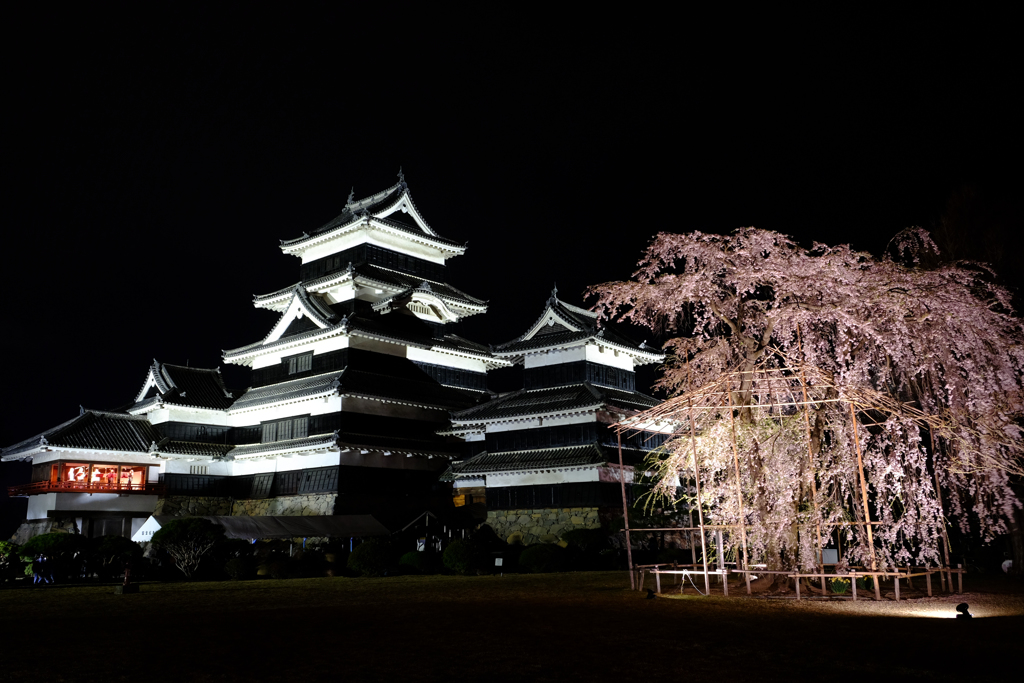 夜桜とお城