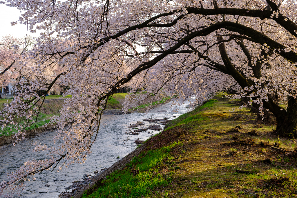 春の小川