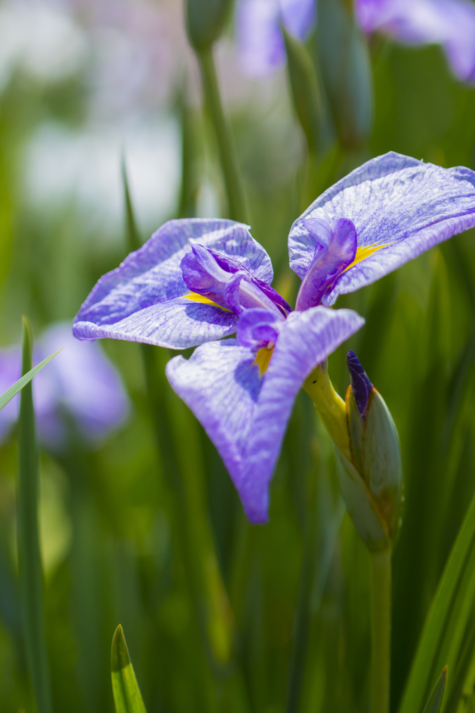 菖蒲