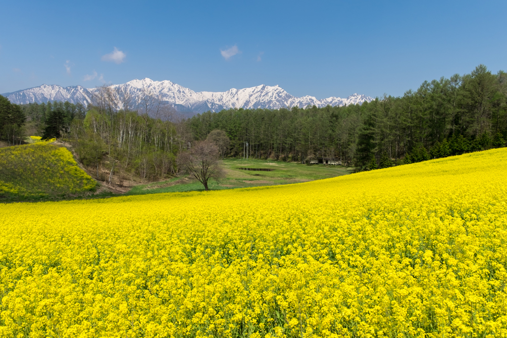 中山高原　菜の花畑