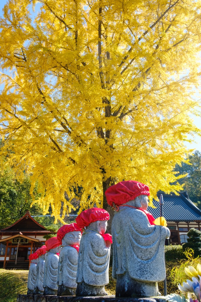 お寺の大イチョウ