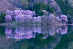 中綱湖　桜
