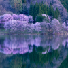 中綱湖　桜