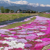 芝桜と北アルプス