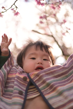 桜だぁい!!