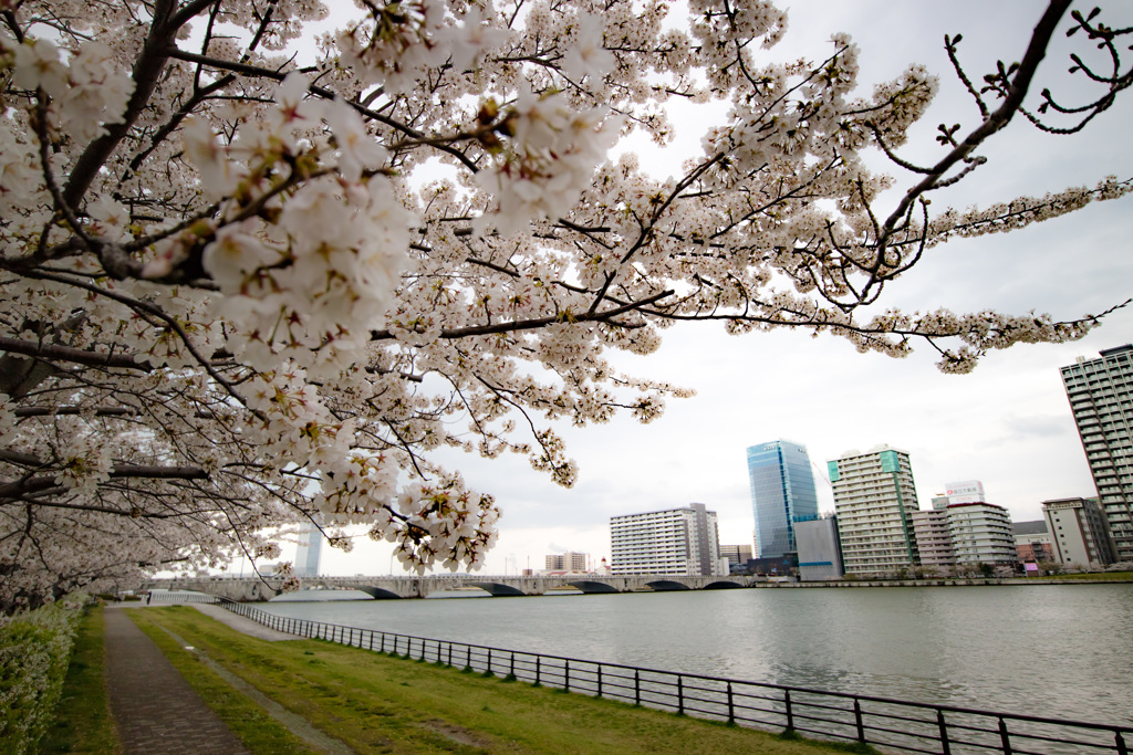 桜と萬代橋