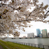 桜と萬代橋