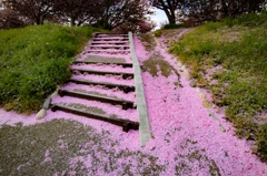 春の階段
