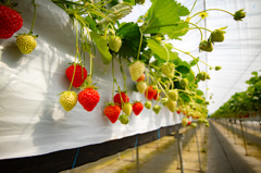 Strawberry hunting