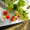 Strawberry hunting
