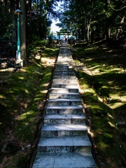 木漏れ陽の階段