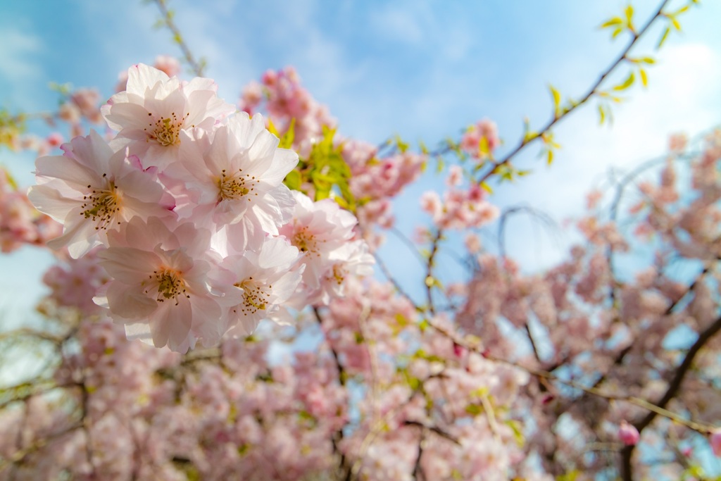 しだれ桜