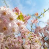 しだれ桜