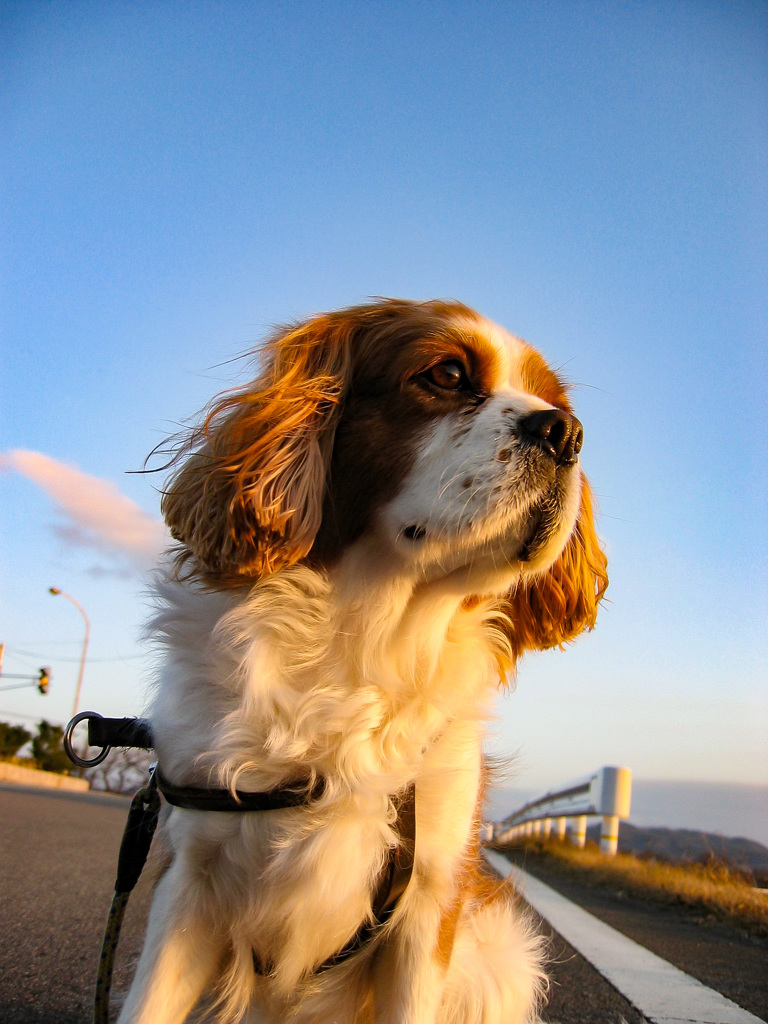 夕陽