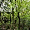 山の中の異形