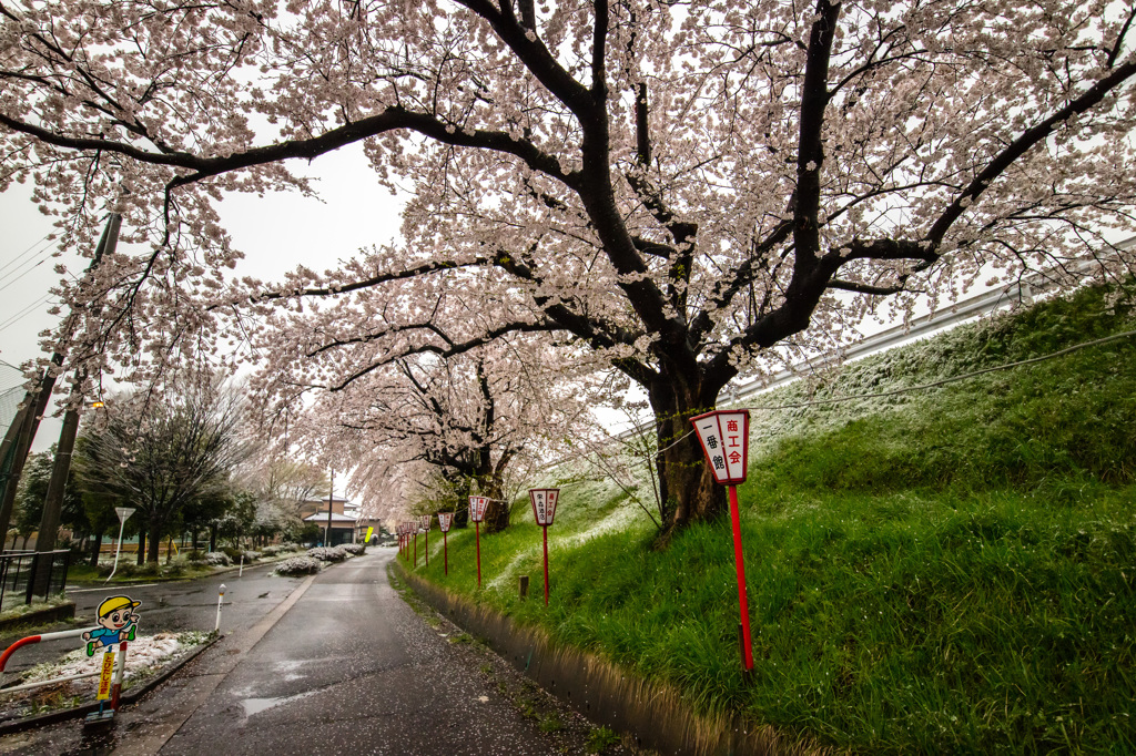 凍える桜