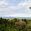 山桜