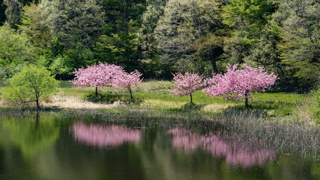 リアル八重の桜