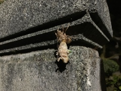 クライマックス
