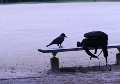 朝の公園　カラス　2