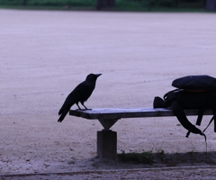 朝の公園　カラス　1