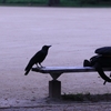 朝の公園　カラス　1