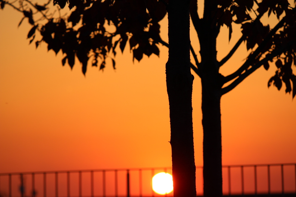 夕日