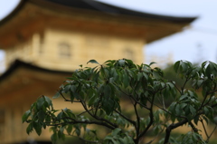 金閣寺