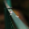名残桜