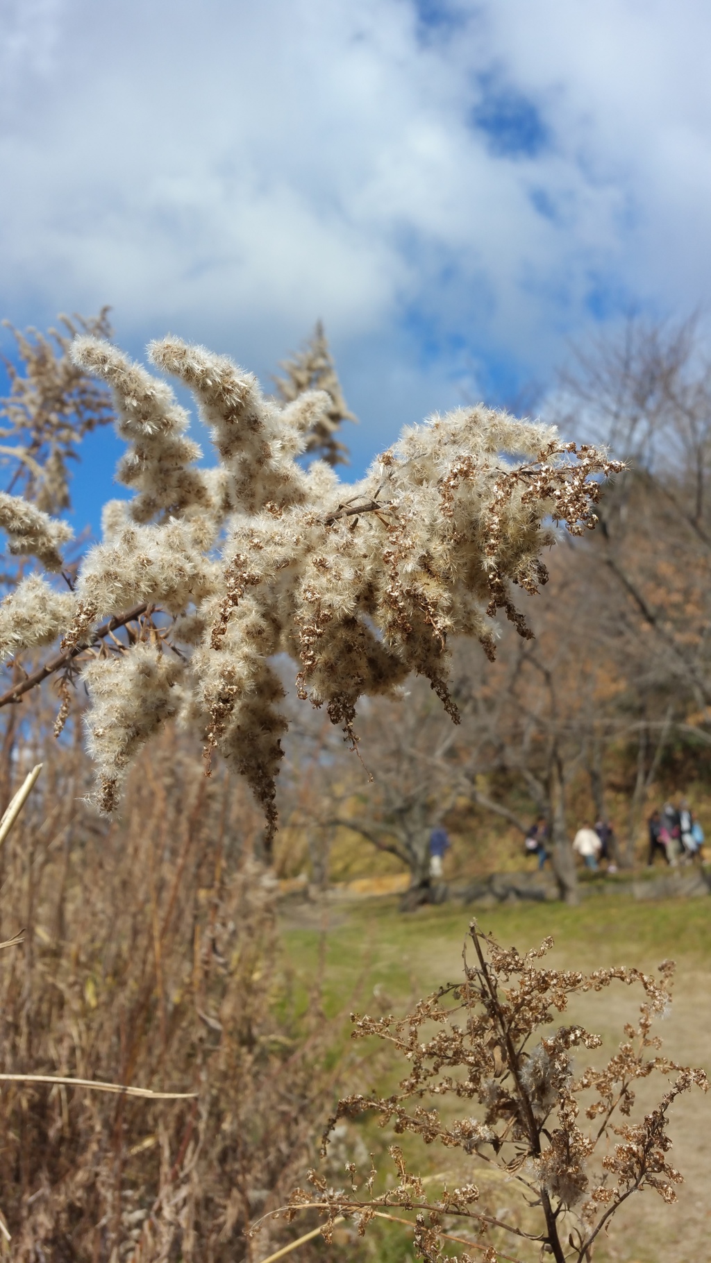 冬の公園 5