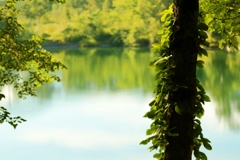GREEN