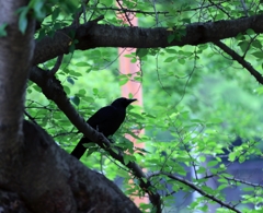 朝の公園　カラス　4