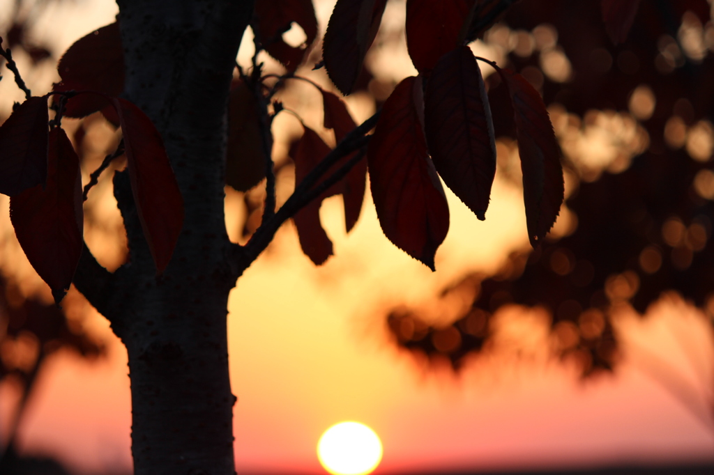 夕日