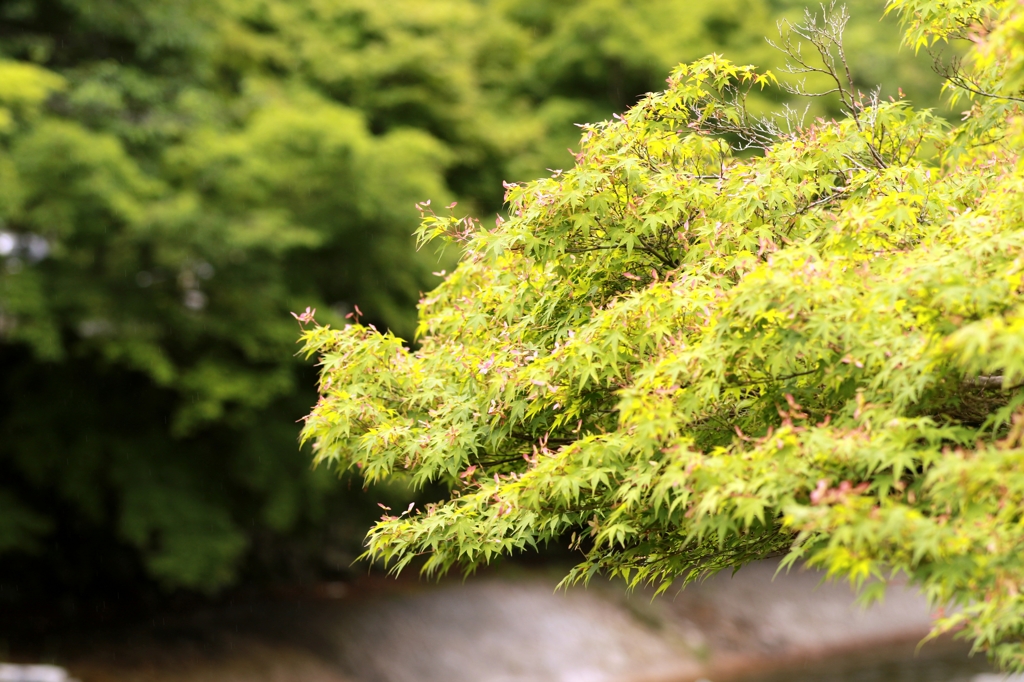 八瀬比叡山口