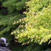 雨上がりの