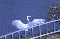 羽ばたく　（１）