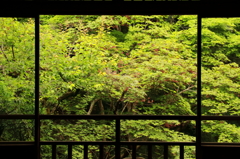 新緑