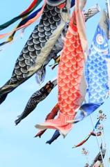 暴れ鯉