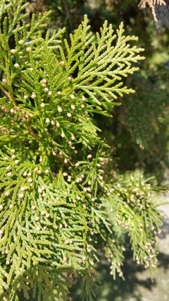 冬の公園 4 